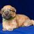 Irish Soft Coated Wheaten Terrier Welpe