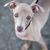 Italienischer Windhund Welpe, Windspiel Welpe, Rasse ähnlich Greyhound, grauer kleiner Hund mit kurzem Fell