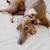 italienischer Windhund namen WIndspiel liegt auf einem Bett, kleiner brauner Hund mit weißen Flecken, Hunderennen Hund, Windhund