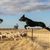 Schäferhund aus Australian, Kelpie, Schwarz weißer Hund hütet Schafe, Hund springt über Zaun zu Schafen