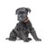 Kerry Blue Terrier Welpe, Blauer Hund mit Locken, Blaue Hunderasse, Welpe aus Irland, irische Hunderasse, Hund aus Irland