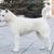 Kishu Inu, Hunderasse weiß, mittlerer Hund, halber Hund, weißer Hund mit Ohren aus Japan, japanische Hunderassen, Spitzrassen aus Japan, Überblick über die vier beliebtesten Hunderassen aus Japan, Shiba Inu, Tosa Inu