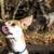 Podengo Portugues klein, rauhaariger Hund aus Portugal, rot weißer Hund, orange farbener Hund, Hund mit Stehohren, Jagdhund, Familienhund, kleiner Familienhund mit braun weißem Fell, glattes Fell