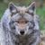Präriewolf, Kojote männlich, breiter Wolf, Wolf aus der Wüste Amerikas, amerikanischer Wolf, Steppenwolf, Hund Vorfahre