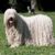 Komondor, ungarischer Hund, Zottelhund, Hund mit Rastalocken, riesige Hunderasse, große Hunde, größter Hund der WElt, weiße große Rasse, Hund aus Ungarn