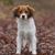 Holländischer Kooiker Hondje, Kooikerhund, kleiner braun weißer Hund mit langen Ohren der kurzen bis mittellanges Fell hat und als Anfängerhund gilt