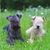 Lakeland Terrier schwarz und Lakeland Terrier weiß