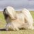 Lhasa Apso weiß und creme mit sehr langen Haaren, Fell gepflegt, Hund der viel Pflege benötigt, asiatische Hundrasse, kleiner Anfängerhund