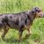 Hund, Säugetier, Wirbeltier, Hunderasse, Canidae, Fleischfresser, Hund, Jagdhund, Louisiana Catahoula Leopard Hund, Rasse ähnlich polnischer Jagdhund,