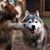 Hund, Säugetier, Siberian Husky im Vergleich mit Alaskan Malamute, Hunderasse, Der Malamute ist viel größer als der Husky aber ähnlich, große braune Rasse, Hund mit Stehohren und langem Fell