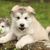 Hund, Säugetier, Wirbeltier, Canidae, Hunderasse, Rasse ähnlich Siberian Husky, Alaskan Malamute Welpe, Fleischfresser, Hund aus Alaska, Schaut aus wie ein Husky ist aber viel größer, großer flauschiger Hund mit langem Fell und Huskyfärbung, weißer Hund mit langem Fell und Kippohren