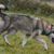 Hund,Fleischfresser,Wolf,Gras,Halsband,Hunderasse,Schlittenhund,Schwanz,Pflanze,Tierbedarf,