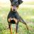 Manchester Terrier Hund, kleiner Pinscher