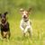 zwei Terrier laufen über eine Wiese, Manchester Terrier und Parson Russell Terrier, Hund wie Mini Dobermann