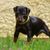 Manchester Terrier Welpe auf Gras, Hund der aussieht wie ein kleiner Dobermann