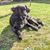 Markiesje liegt auf einer grünen Wiese und schläft gleich ein, Holländischer Tulpemnhund, schwarzer Hund aus Niederlande, Holländische Hunderasse für Familien, Familienhund, mittelgroßer Hund für Familien