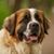 Moskauer Wachhund Portrait, Gesicht des großen Hundes aus Udssr, Russische Hunderasse, großer Wachhund mit langem Fell