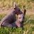 Xolo Nackthund Welpen spielen in der Wiese, zwei kleine Hund ohne Fell