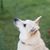Norwegischer Buhund, kleiner weißer Hund der Spitz ähnlich sieht, Hund aus Norwegen
