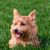 Portrait eines Norwich Terrier Hundes, brauner HUnd mit Stehohren, kleine Hunderasse, Seniorenhunderasse, Rasse für Familien und Senioren