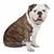 Hund,Fleischfresser,Bulldogge,Hunderasse,Halsband,Rehbraun,Begleithund,Hundehalsband,Schnauze,Sportliche Gruppe,