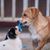braun weißer Hund aus Österreich, österreichischer Pinscher, mittelgroßer Hund bis zum Knie, Familienhund, Pinscherrasse, Hund kämpft mit einem anderen Hund um ein Spielzeug