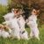 vier Papillon Hunde machen Männchen auf einer Wiese und warten auf die Belohnung, weiße kleine Hunde mit Stehohren und langem Fell, intelligenter Hund