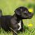 Patterdale Terrier Welpe schwarz, Hund ähnlich Labrador