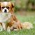 kleiner braun weißer Hund der aussieht wie ein Kooiker oder Duck Tolling Retriever aber in klein, Hund mit kurzer Schnauze, Qualzucht, Pekignese kann auch Pekinese genannt werden und ist sehr klein