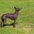 Peruanischer haarloser Hund auf Gras