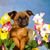 Petit Brabançon Rassebeschreibung, kleiner Welpe Hund ohne Nase sitzt, Mops ähnliche Hunderasse aus Belgien, belgische Hunderasse braun schwarz, kleine Hunderasse als Begleithund, Familienhund, Welpe mit Blumen