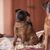 Petit Brabançon Rassebeschreibung, kleiner Hund ohne Nase sitzt auf einem Bett, Mops ähnliche Hunderasse aus Belgien, belgische Hunderasse braun schwarz, kleine Hunderasse als Begleithund, Familienhund