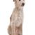 Podengo Portugues groß, rauhaariger Hund aus Portugal, rot weißer Hund, orange farbener Hund, Hund mit Stehohren, Jagdhund, Familienhund