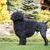 Portugiesischer Wasserhund schwarz, Hund ist am Hinterteil rasiert, Barack Obama Rasse, Hunderasse