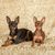 Prager Rattler liegen auf braunen Untergrund, zwei kleine Hunde mit Stehohren, hellbrauner und dunkelbrauner Hund, Hund mit Färbung wie Dobermann