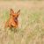roter Prager Rattler ähnlich Chihuahua rennt über eine Wiese und hat Stehohren, sehr kleine und leichte Hunderasse