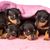 dunklebraune Prager Rattler Hunde WElpen liegen unter einer rosa Decke