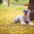 Hund, Säugetier, Wirbeltier, Hunderasse, Canidae, Fleischfresser, Riesenschnauzer frisch geschoren, Gerade vom Hundefriseur zurückgekommen, Schnauzer mit Frisur, grauer Schnauzer Hund liegt im Herbst am Blätterboden