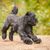Russischer schwarzer Terrier, Hund ähnlich Schnauzer, schwarzer großer Hund mit welligem Fell, Hund mit Wellen, Hund der viele Haare im Gesicht hat, russische Hunderasse, Hund aus Russland, Großer Hund