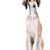 Hund, Säugetier, Wirbeltier, Canidae, Hunderasse, Salukihund, Fleischfresser, langhaariger Whippet, Begleithund, Windhund Saluki sitzt