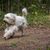 Hund mit langem Fell, Hund rennt über Waldweg und sein Fell weht im Wind, Schafpudel ist eigentlich kein Pudel und zählt zu den altdeutschen Schäferhund