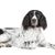 schwarz weißer Münsterländer mit langen Ohren mit vielen Haaren, Hund ähnliche Färbund wie Pointer oder Springer Spaniel, mittelgroße Hunderasse