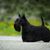 Scottish Terrier schwarz, kleiner Hund mit schwarzem Fell, Hund mit langem Fell, schwarze Hunderasse, Stehohren, Hund mit Schnauzer, Stadthund, Hunderasse für Anfänger