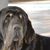 Spanischer Mastiff Kopf, Hundemesse, Hundeausstellung, Riesenhunderasse, Herdenschutzhund, Wachhund, große Hunderasse aus Spanien, spanische Hunderasse, schwarzer Hund, Listenhund, Molosser aus Spanien