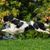 schwarzer Springer Spaniel im Sprung über eine grüne Wiese, schwarz weiß gefleckter Spaniel mit mittellangem Fell, mittelgroße Hunderasse, Jagdhund