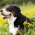 Hund, Säugetier, Wirbeltier, Hunderasse, Canidae, Fleischfresser, Entlebucher Sennenhund, Appenzeller Sennenhund, Großschweizer Sennenhund genießt die Sonne in der Blumenwiese und lacht, Hund der hechelt, Begleithund, dreifärbiger großer Hund, großer brauner Hund