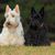 Scottish Terrier schwarz, kleiner Hund mit schwarzem Fell, Hund mit langem Fell, schwarze Hunderasse, Stehohren, Hund mit Schnauzer, Stadthund, Hunderasse für Anfänger, weißer Scottish Terrier sitzt neben einem schwarzen