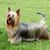 Australian Silky Terrier Portrait, kleiner Hund mit langem Fell, Hund streckt Zunge raus, Hundeportrait, australische Hunderasse, kleiner Hund für Stadt und Kinder, blaue Hunderasse