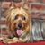 Australian Silky Terrier Portrait, kleiner Hund mit langem Fell, Hund streckt Zunge raus, Hundeportrait, australische Hunderasse, kleiner Hund für Stadt und Kinder
