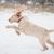 Spinone Italiano Junghund, Italienischer rauhaariger Vorstehhund, Hund mit rauem Fell, drahthaariges Fell, mittellanges Fell, weißer Hund aus Italian, italienische Hunderasse